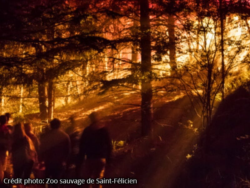 animalumina animalumina